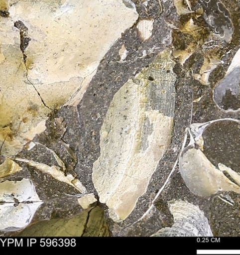 Limopsis striatopunctatus