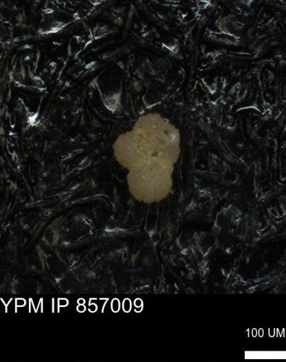undet. Foraminiferida