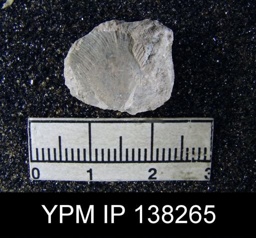 Derbya sp.