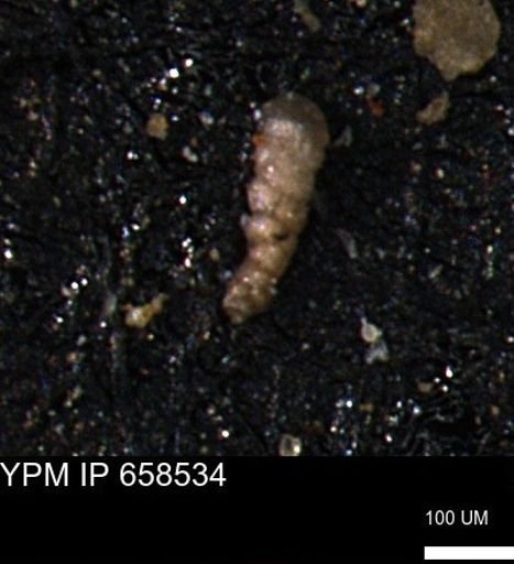 Verneuilinoides kansasensis