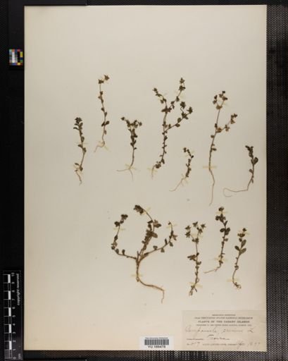 Plantae