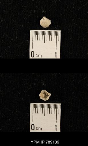 undet. Brachiopoda