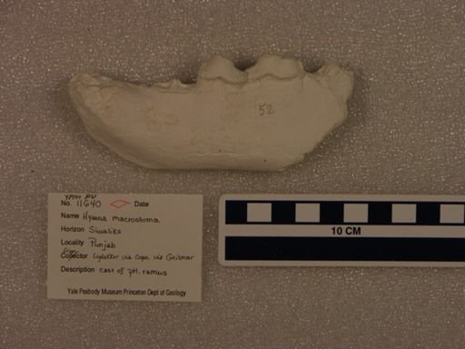 Hyaena macrostoma