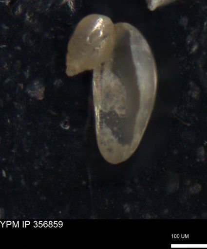 undet. Ostracoda