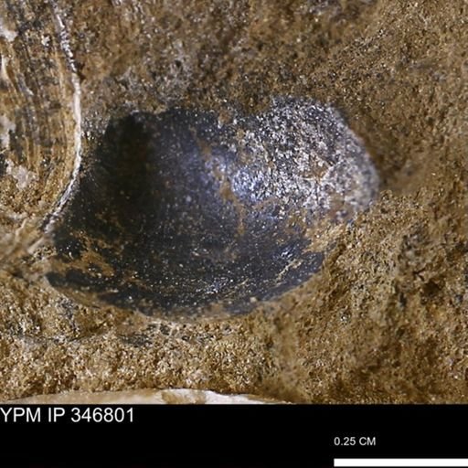 undet. Bivalvia