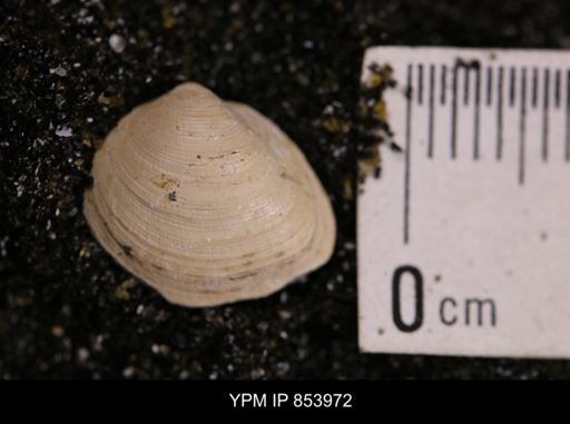 Limopsis striatopunctatus