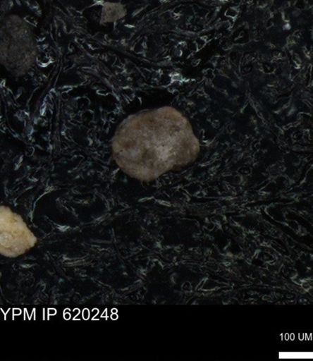 undet. Foraminiferida