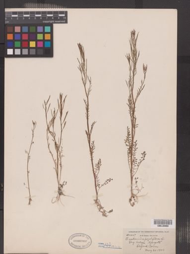 Cardamine parviflora