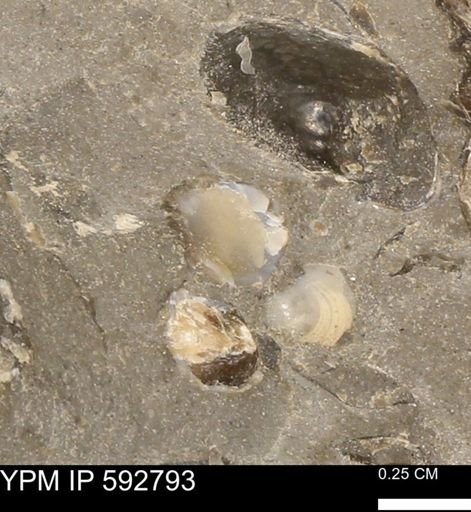 Protocardia?