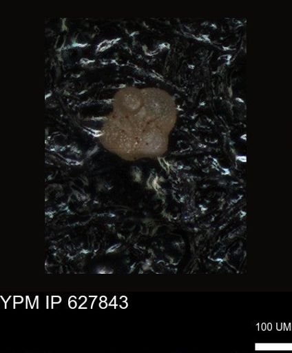 undet. Foraminiferida