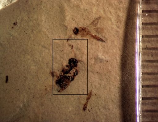 undet. Coleoptera