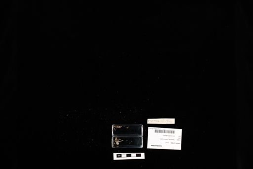 Gekkonidae