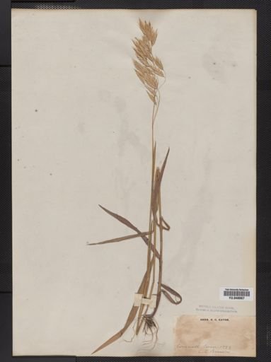 Bromus kalmii