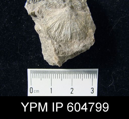 undet. Davidsonioidea