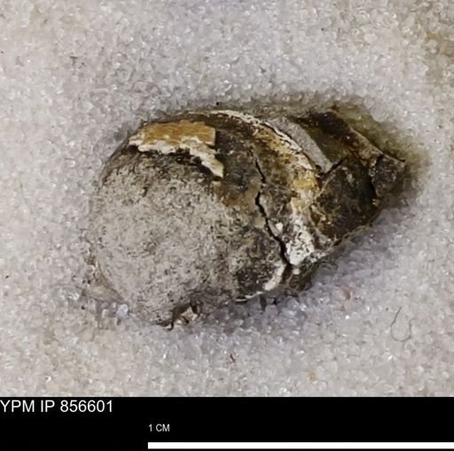 Limopsis striatopunctatus