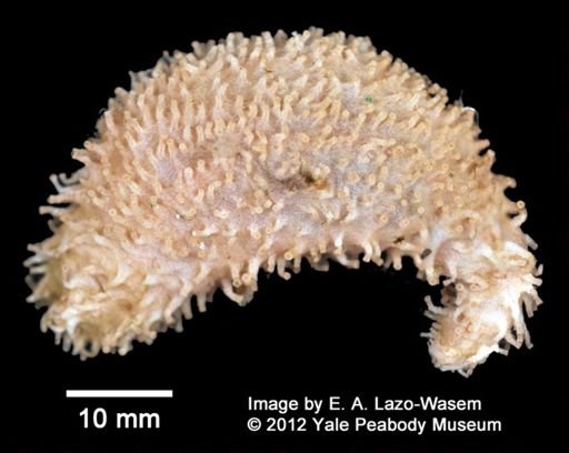 Holothuroidea