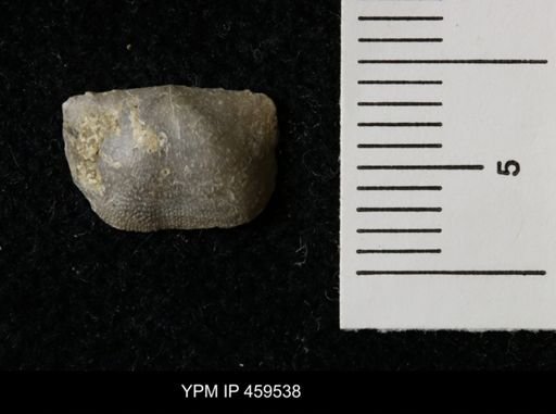 Lissochonetes geinitzianus