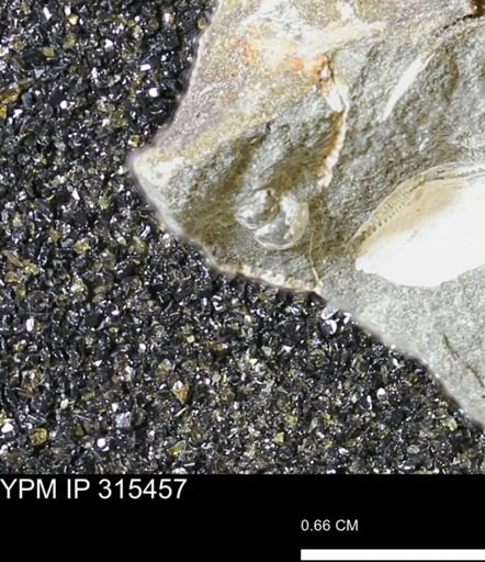 undet. Gastropoda