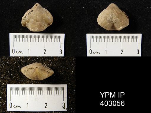 Composita trinuclea