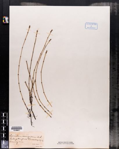 Equisetum variegatum
