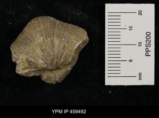Neospirifer kansasensis