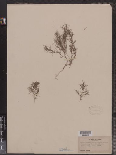 Najas gracillima