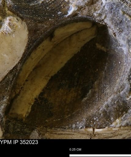 Limopsis striatopunctatus