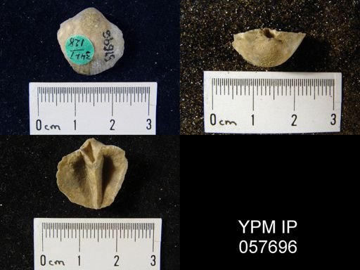 Gypidula multicostata