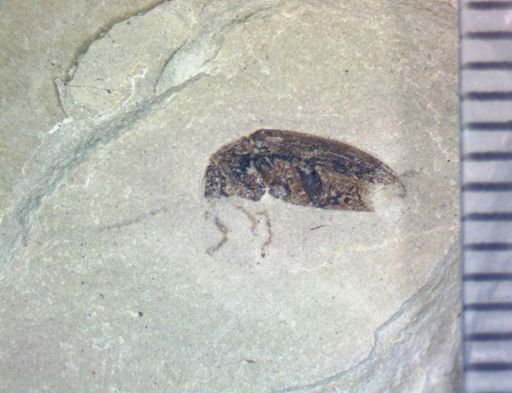 undet. Coleoptera