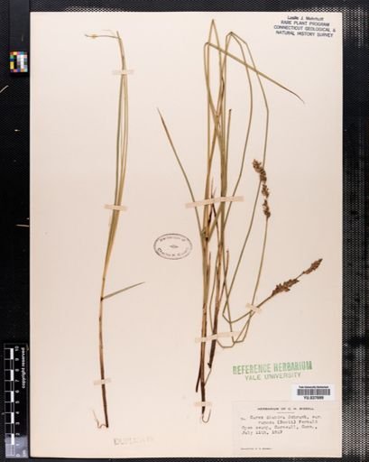 Carex diandra