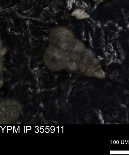 undet. Foraminiferida