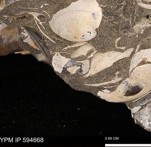 Protocardia sp.