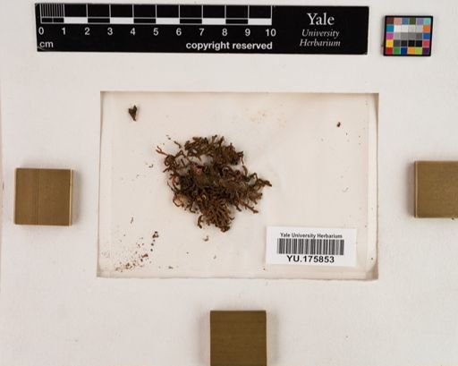 Plantae