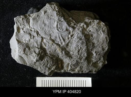 Conularia niagarensis
