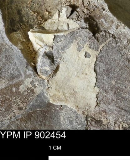 undet. Mollusca