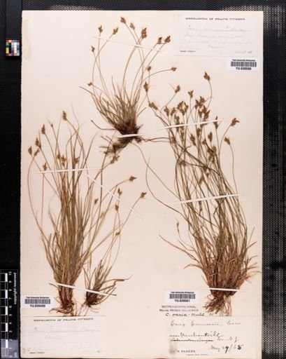 Carex emmonsii