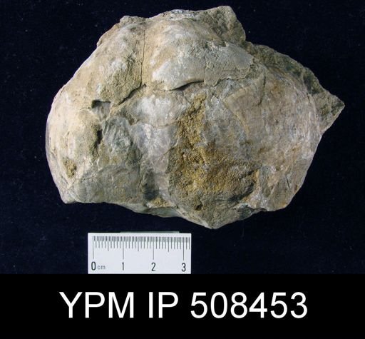 Gypospirifer sp.