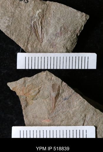 undet. Hyolithida