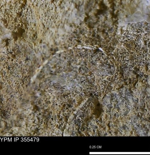 Mollusca