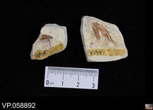 undet. Actinopterygii