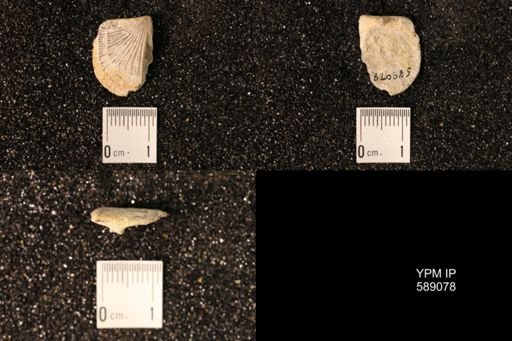 Dinorthis subquadrata