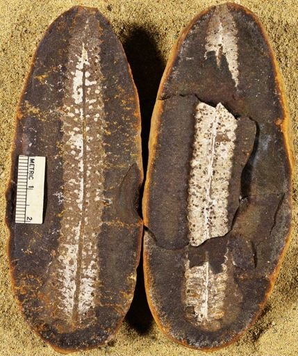 Pecopteris