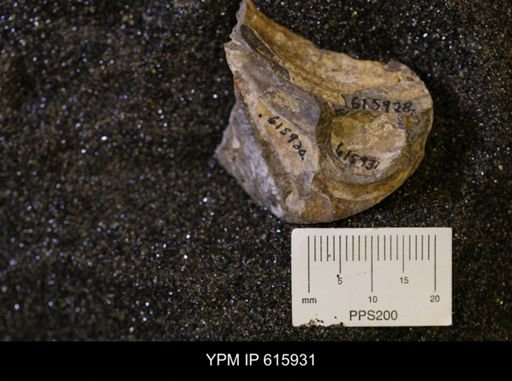 Inoceramus sp.