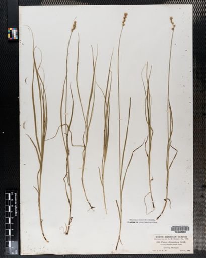 Carex tenera