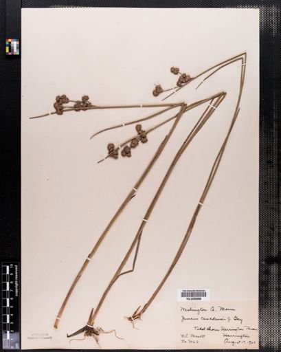 Juncus canadensis