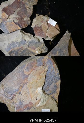 Aegirocassis benmoulae