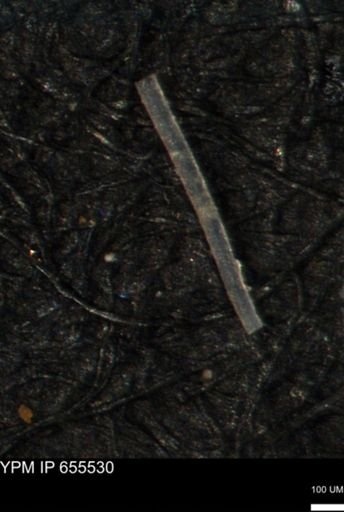 undet. Porifera