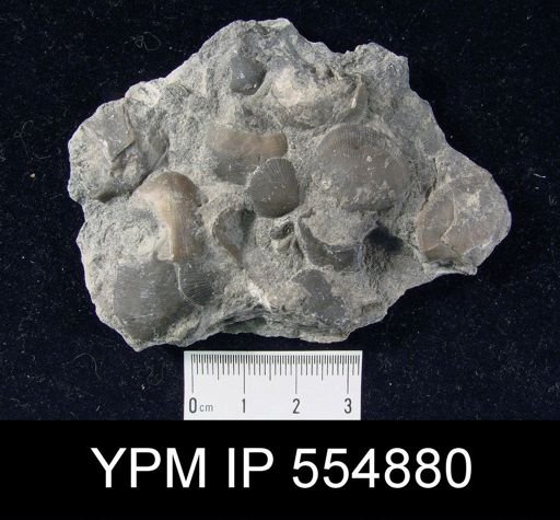 Rhipidomella uberis