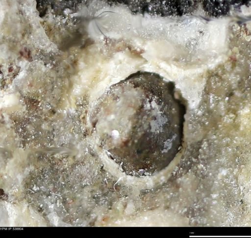 Corbulamella gregaria