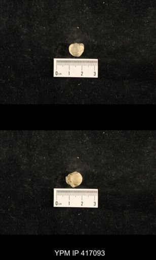 Euphemites carbonarius